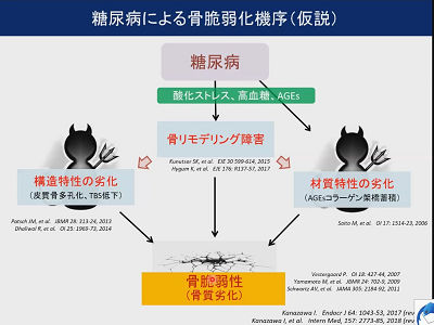 糖尿病による骨脆弱化機序(仮説)