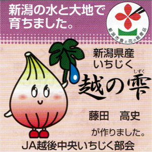 新潟県産いちじく「越の雫」2020.09.08